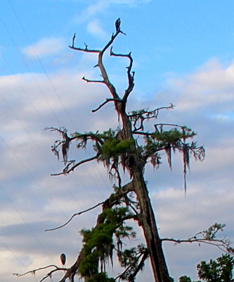 [The near-leafless tree has the osprey perched on the top right branch. At the bottom of the image is a great blue heron perched on a branch facing away from the camera. There is some greenery on the lower portions of the tree above and beside the heron.]